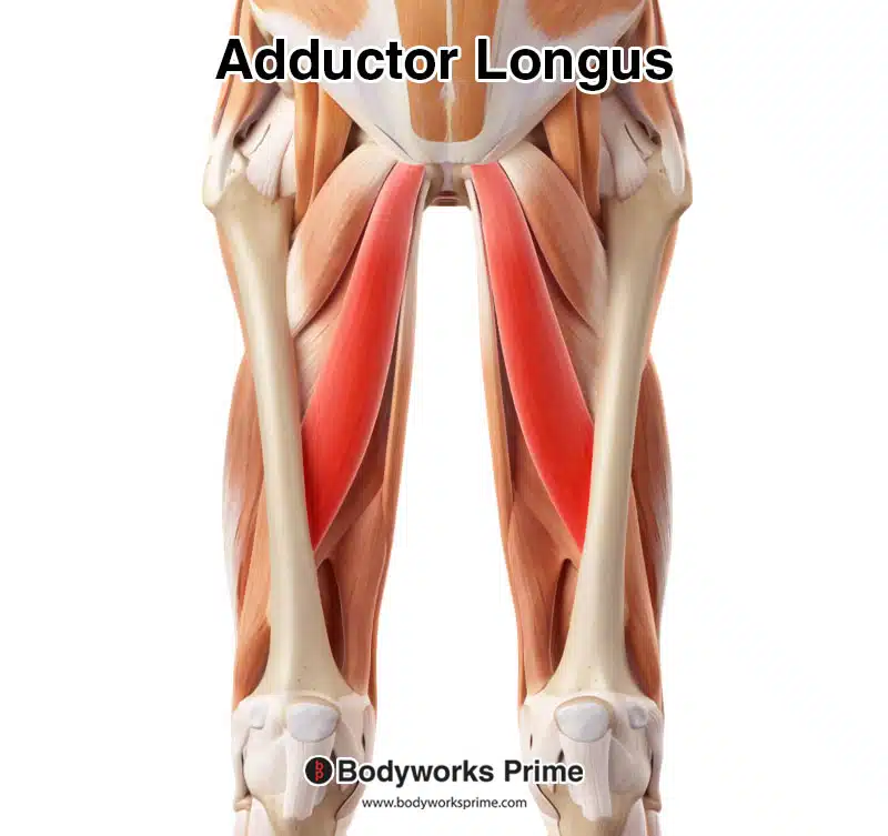 <p>Adductor longus</p>