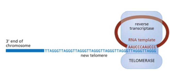 <p>Has two parts:</p><ol><li><p>reverse transcriptase protein (TERT)</p></li><li><p>rna template with the AAUCCC sequence (TERC); is species-specific</p></li></ol>