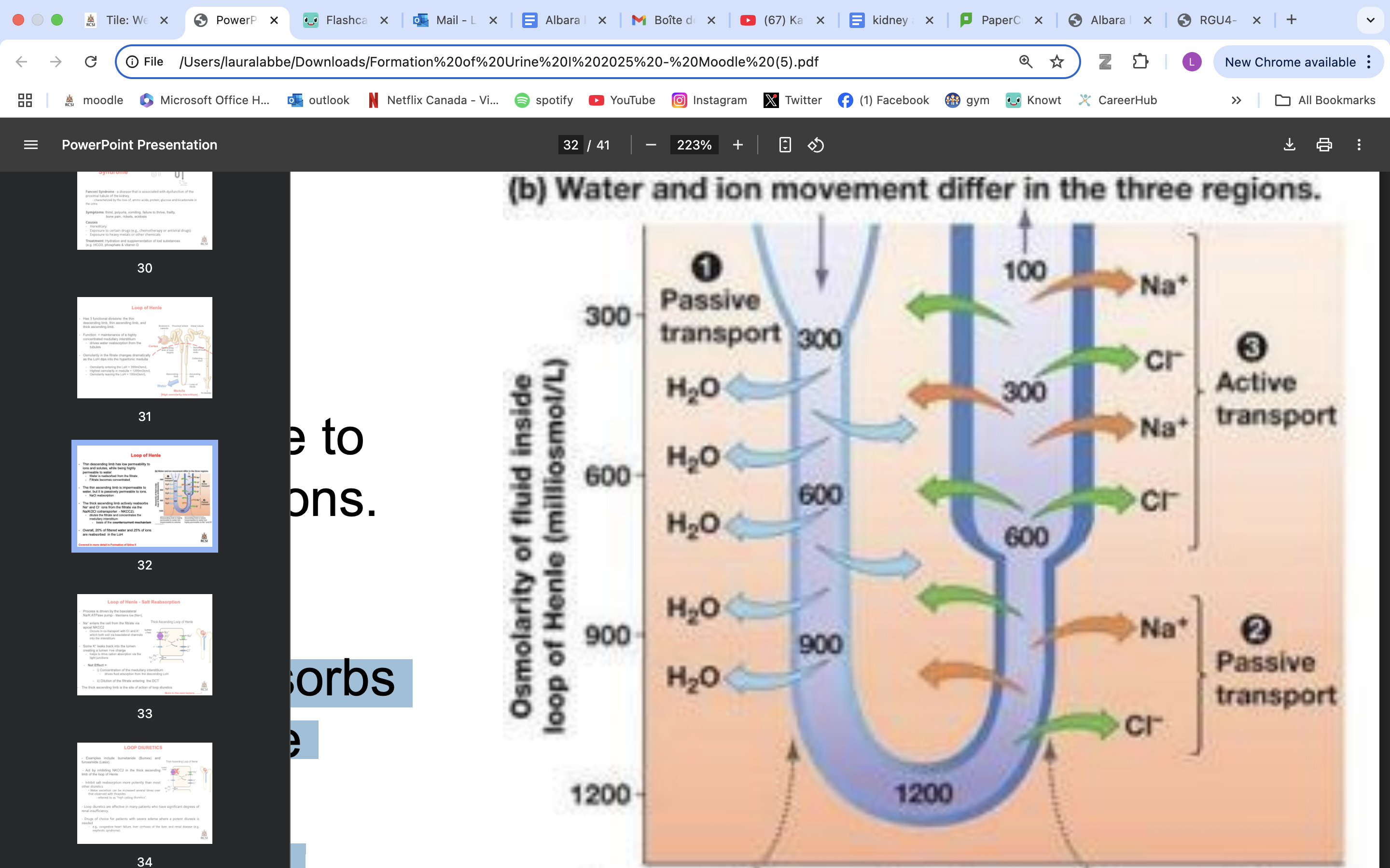 <p>has low permeability to ions and solutes, while being highly permeable to water. </p><ul><li><p><strong> Water is reabsorbed from the filtrate </strong></p></li><li><p><strong>Filtrate becomes concentrated</strong></p></li></ul><p></p><p></p>