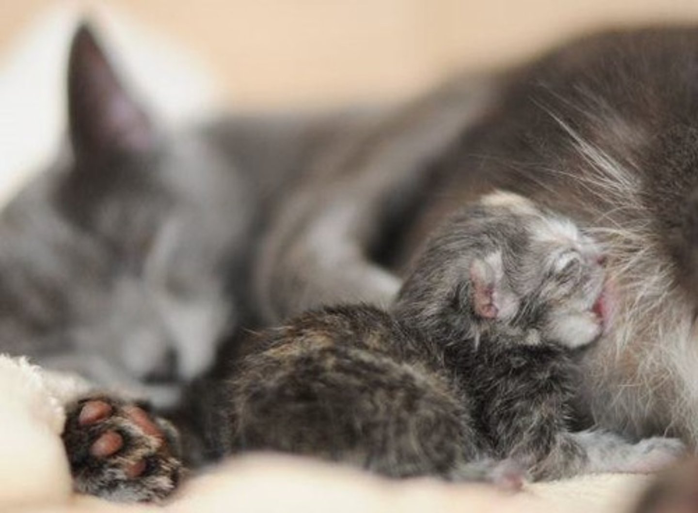 <p>Mothers lick the newborn vigorously to stimulate movement, nursing, clean off amniotic fluid, and assist with bonding.</p>