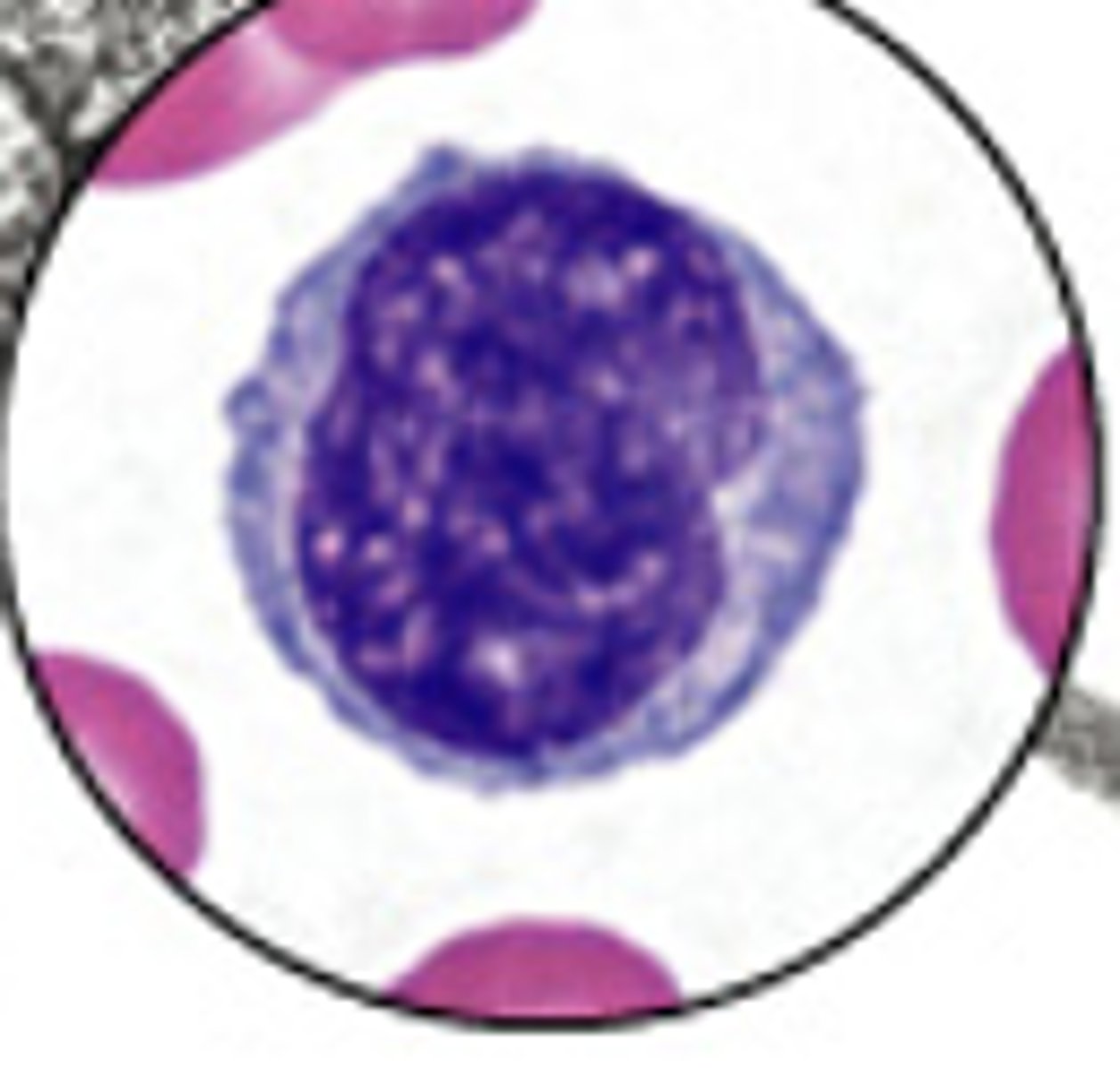 <p>What cell is this?</p>