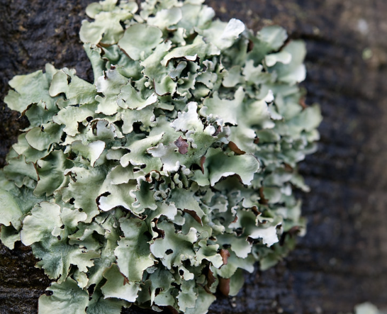 <p>What type of lichen is this?</p>
