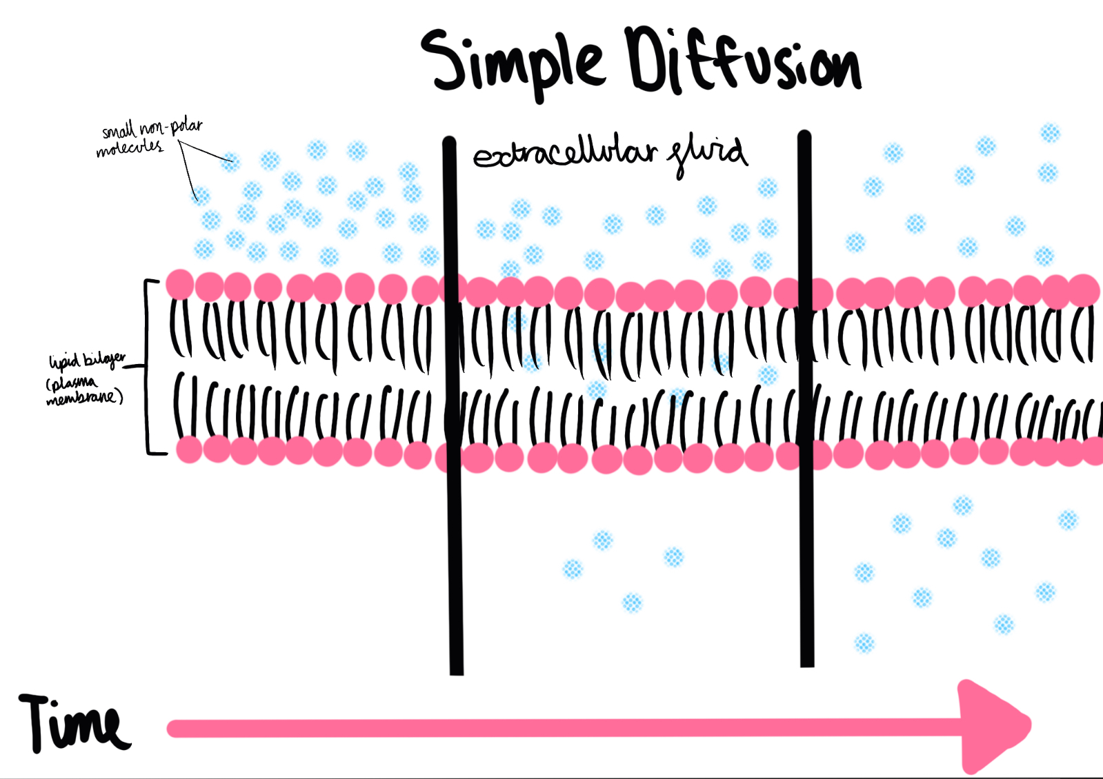 <p>Simple diffusion </p>