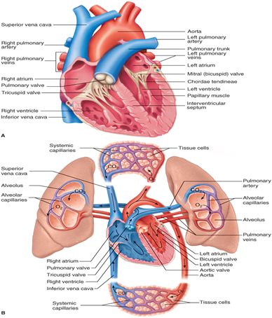 <ul><li><p>There are two atria that sit on two ventricles.</p><ul><li><p>Right and left atrium (receiving chambers)</p></li><li><p>Right and left ventricle (pumping chamber)</p></li></ul></li><li><p><strong>Atria </strong>are separated by a septum or wall called the interatrial septum </p></li><li><p><strong>the ventricles</strong> are separated by a wall called the interventricular septum. </p></li><li><p>There is also a septum that separates the atria from the ventricles, the atrioventricular septum.</p></li></ul><p></p><ul><li><p>The <strong>right atrium</strong> receives blood that is returning from the body to the heart and blood from the coronary sinus. </p><ul><li><p>The <strong>right ventricle</strong> receives blood from the <strong>right atrium.</strong></p></li></ul></li></ul><p></p><ul><li><p>The <strong>left atrium </strong>forms most of the base of the heart. </p><ul><li><p>Four pulmonary veins carrying oxygenated blood enter the left atrium. </p></li><li><p>The <strong>left ventricle </strong>receives blood from the left atrium. </p><ul><li><p><mark data-color="yellow" style="background-color: yellow; color: inherit;">works harder than any other chamber because it pumps oxygenated blood out of the heart via the aorta into the systemic circulation. </mark></p></li><li><p><mark data-color="blue" style="background-color: blue; color: inherit;">Its myocardium is twice as thick as that of the right ventricle.</mark></p></li></ul></li></ul></li></ul><p></p>
