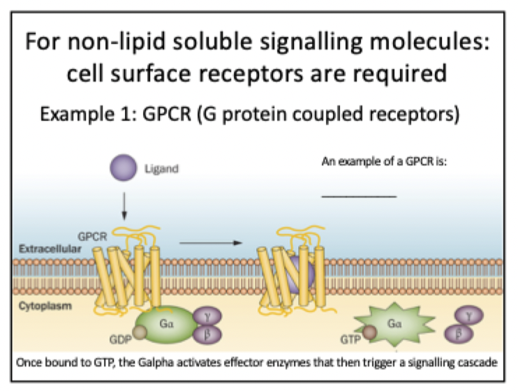 <ol><li><p>Ligand binds extracellularly</p></li><li><p>activates g protein</p><ul><li><p>g protein = heterotrimeric protein complex in the plasma membrane.&nbsp;</p></li></ul></li><li><p>The G protein undergoes GDP-GTP exchange</p></li><li><p>Alpha subunit dissociates from beta-gamma dimer</p></li><li><p>Both subunits react with downstream effectors</p></li></ol><p></p><p>e.g. Frizzled receptor in Wnt/β-catenin pathway</p><p></p>