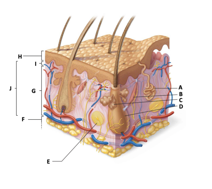 Which one is the Papillary layer