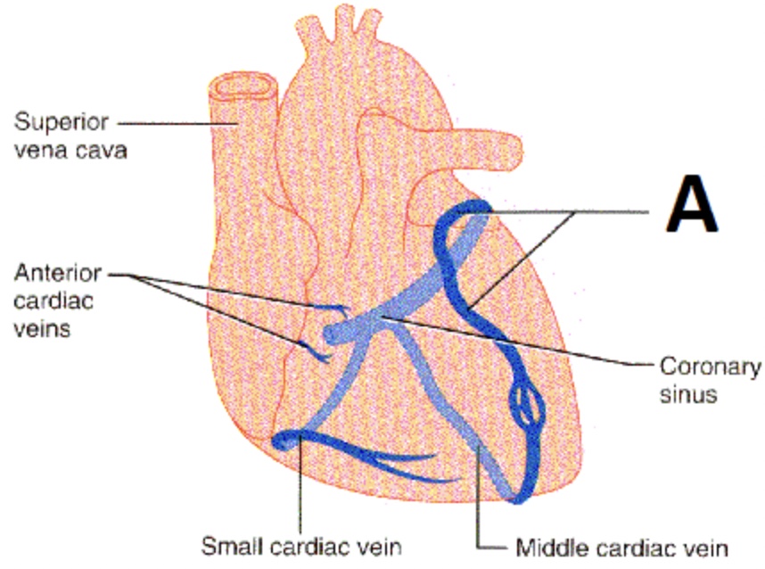 <p>Which blood vessel is located at A?</p>