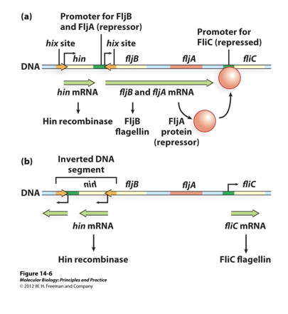 <p>Regulation of Gene Expression: S. typhimurium phase variation:</p><p>Salmonella is a pathogen of the human intestine that uses the ______site-specific recombination system to evade the _________ immune system. The bacterium can switch expression between one of two flagellin proteins (___and______) in a process called phase variation. Flagellin expression is based on the orientation of a promoter flanked by_______repeats of the <em>hix</em> sites. In one orientation, the promoter drives expression of FljB as well as FljA, a repressor protein that binds to the FljC promoter and prevents it’s______. When the promoter region is inverted through the action of the ______, FljB and the repressor FljA are no longer expressed. In the absence of FljA, _____can be transcribed, ultimately leading to a change in the proteins that make up the bacterial flagellum.</p><p class="MsoNormal">The Hin/<em>hix</em> system undergoes a “________filter” which constrains the system to sites that are present on the same, supercoiled molecule. This prevents_______from occurring between <em>hix</em> sites on two different copies of the chromosome, potentially causing deletions and rearrangements outside of the Flj ABC operon. The topological filter is mediated by additional auxiliary proteins.</p><p class="MsoNormal"></p>