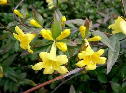 <p>Carolina Jessamine</p>