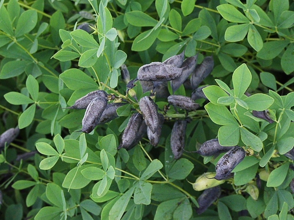<p>rattling seed pods, blue-green foliage, palmate, trifoliate leaf arrangement</p>