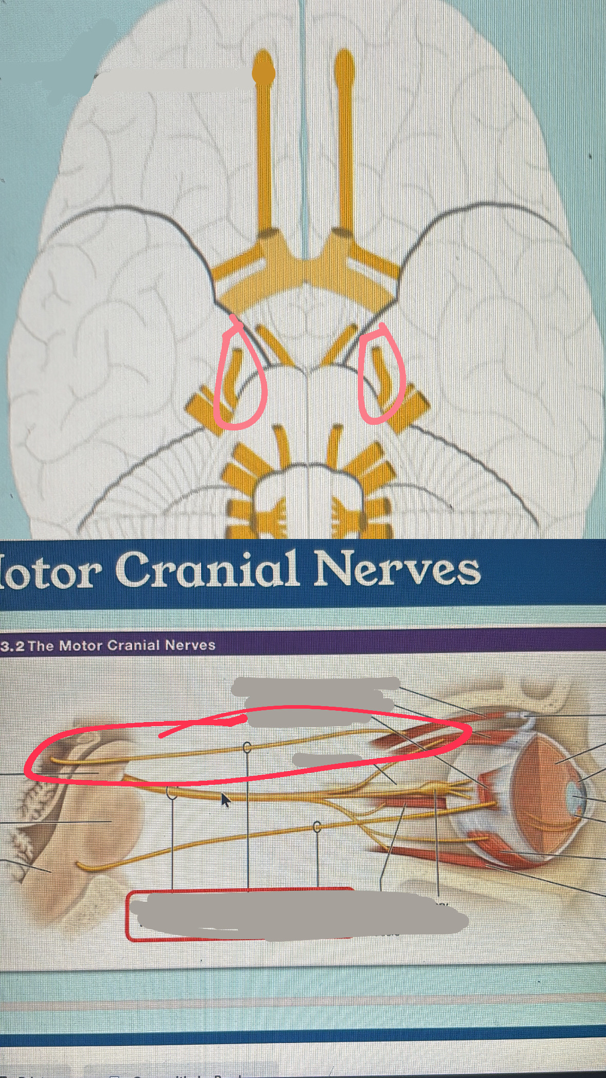 <p>IV. eye movement</p>