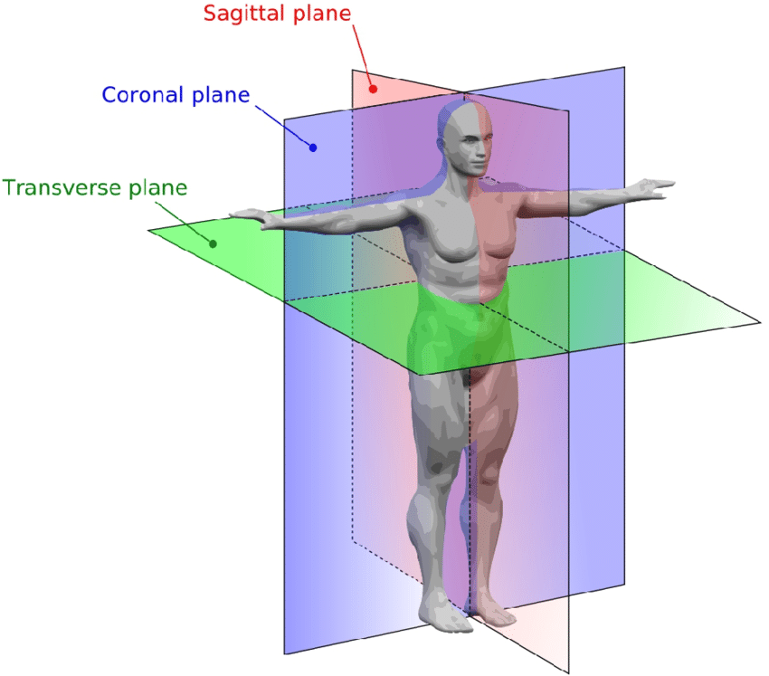 <p>3 MOST COMMON BODY PLANES </p>
