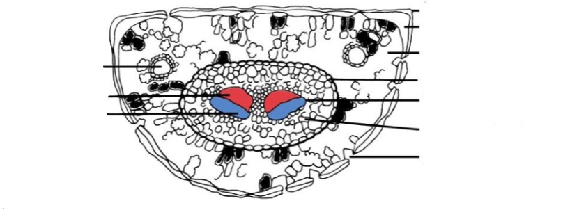 <p>What kind of leaf is this? Label.</p>