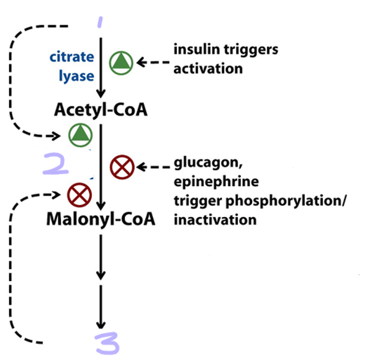 <p>fill in the diagram</p>