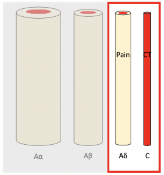 <ul><li><p>myelination is a layer of insulation (fatty sheath) surrounding a neuron</p></li><li><p>increases efficiency of electrical transmission (nerve signals travel faster)</p></li><li><p>unmyelinated neurons are comparatively slow</p></li><li><p>mylinated nerves = nociceptors (pain)</p></li><li><p>unmylinated nerves = CT afferents (affective touch) - less urgent</p></li></ul><p></p>