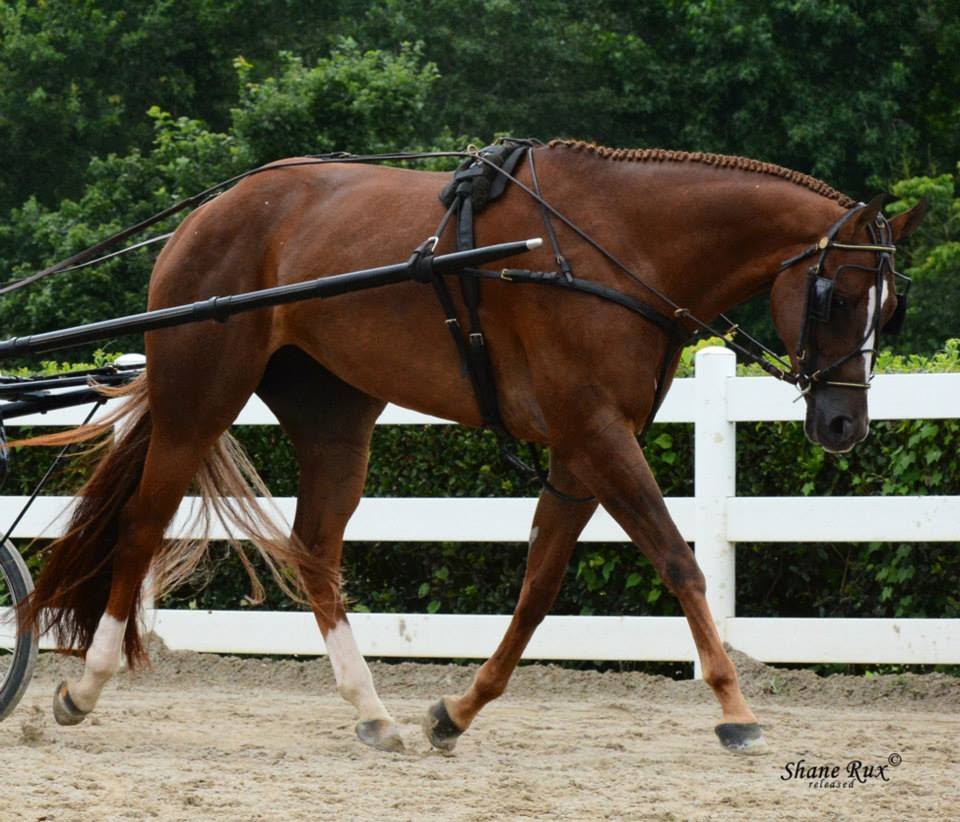 <p>2 beat diagonal gait in which the paired diagonal feet strike and leave the ground simultaneously. English riding style</p>