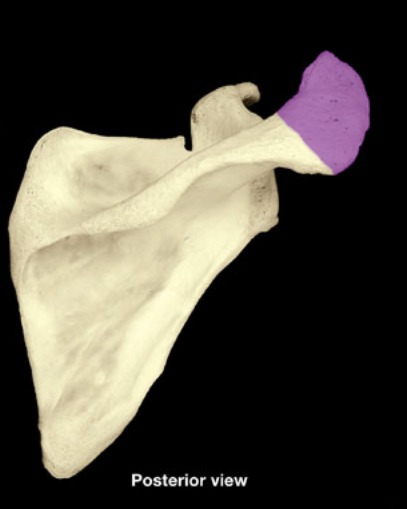 <p>swollen end of scapular spine (&quot;top of cane&quot;)</p>