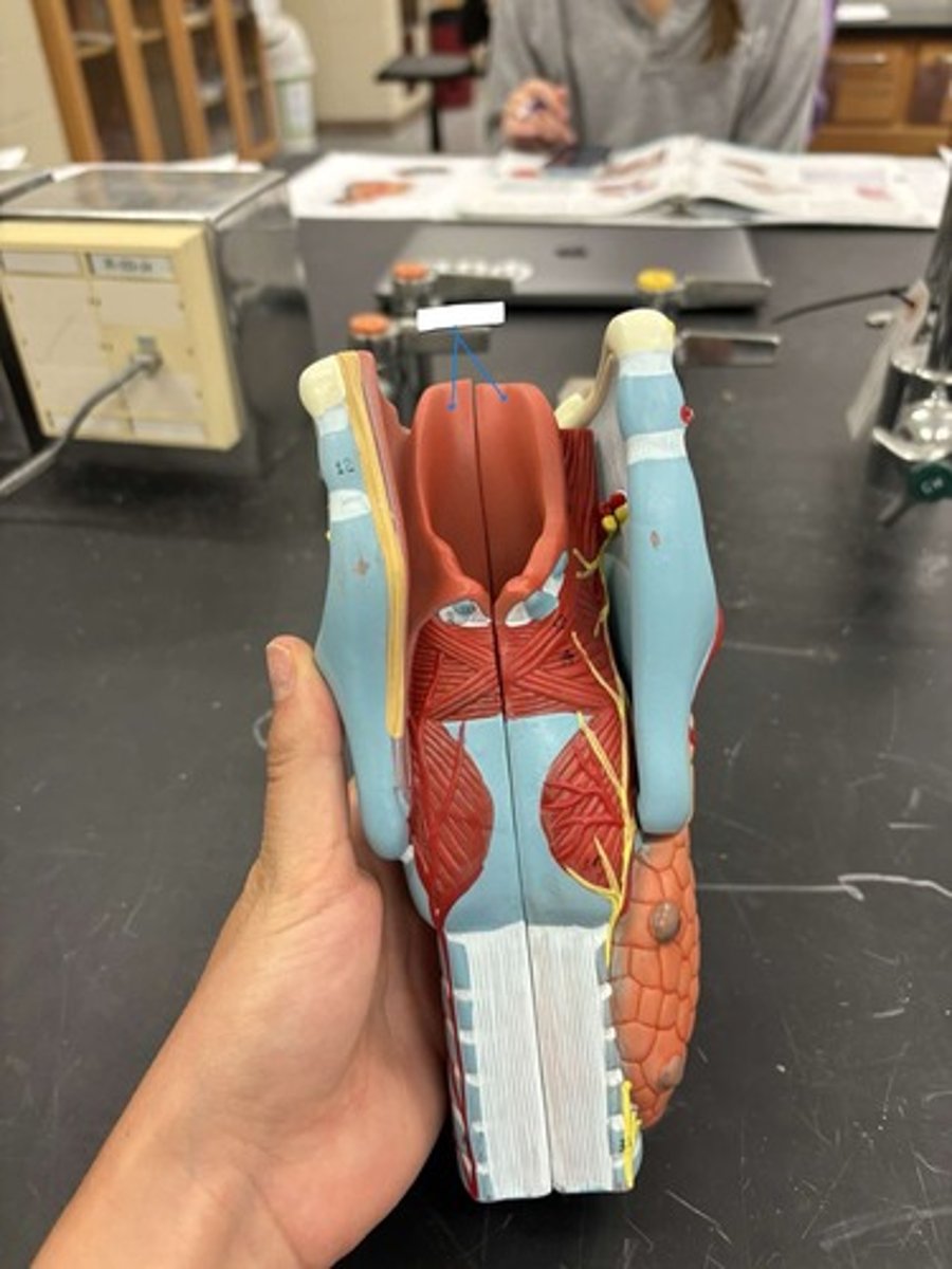 <p>What is this structure?</p>