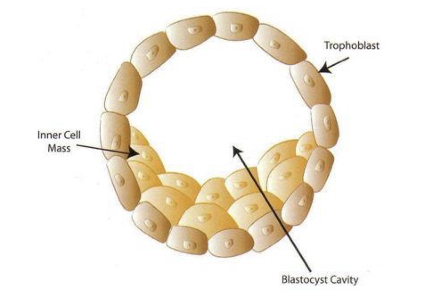 <p>→ pluripotent stem cells have the ability to differentiate into all the cell types that make up an organism except for extra-embryonic tissue such as the placenta</p><p>→ tldr pluripotent stem cells alone cannot form the entire organism as placenta is required for foetal nourishment and development</p><p>→ eg: embryonic stem cells (ESCs) are derived from cells of inner cell mass of blastocyst</p>