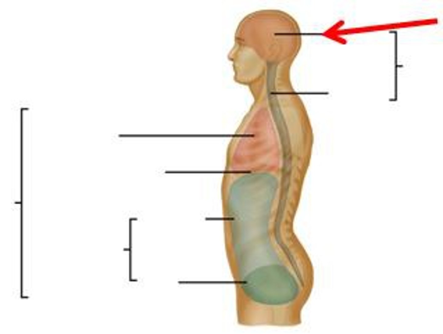 <p>contains brain, pituitary gland</p>
