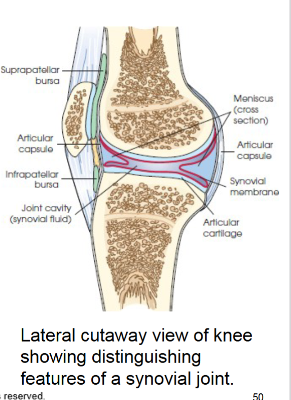<p>synovial joint </p>