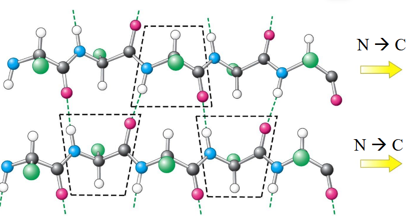 <p>hydrogen bonds; pleated so atoms can connect</p>