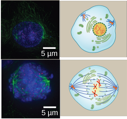 <ul><li><p>Chromosomes condense and become visible</p></li><li><p>Spindle fibers emerge from the centrosomes</p></li><li><p>Nuclear envelope breaks down</p></li><li><p>Nucleolus disappears</p></li><li><p>Chromosomes continue to condense</p></li><li><p>Kinetochores appear at the centromeres</p></li><li><p>Mitotic spindle microtubules attach to kinetochores</p></li><li><p>Centrosomes move toward opposite poles</p></li></ul><p></p>