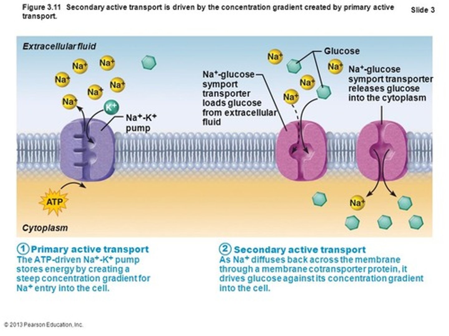 <p>Primary Active Transport is when energy is used on a channel, allowing transport of the substance of interest.</p><p>Secondary Active Transport is when energy is used to transport certain substances that will create a gradient, allowing the substance of interest to transport without energy input.</p>