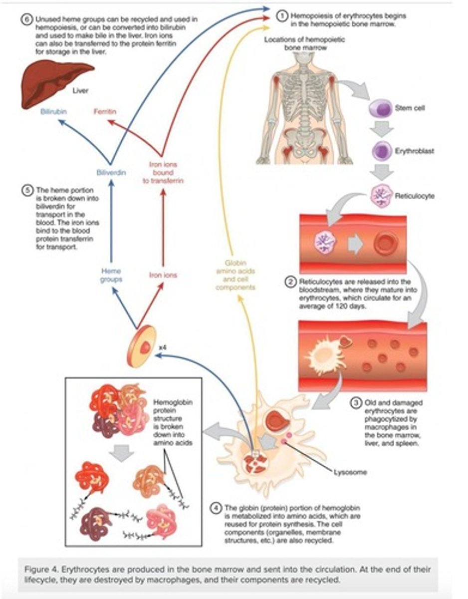 <p>Occurs mainly in the spleen.</p>