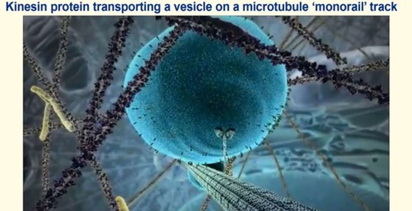 <p>- Kinesin</p><p>- Dynein</p>