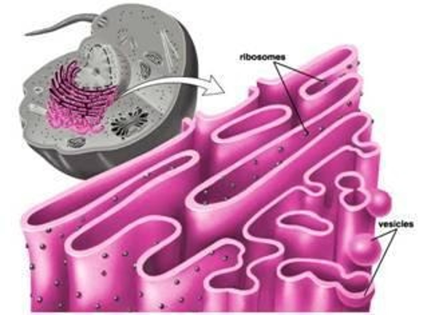 <p>Comprised of a network of tubes and flattened sacs; site of protein synthesis (consists of ribosomes) and protein folding.</p>