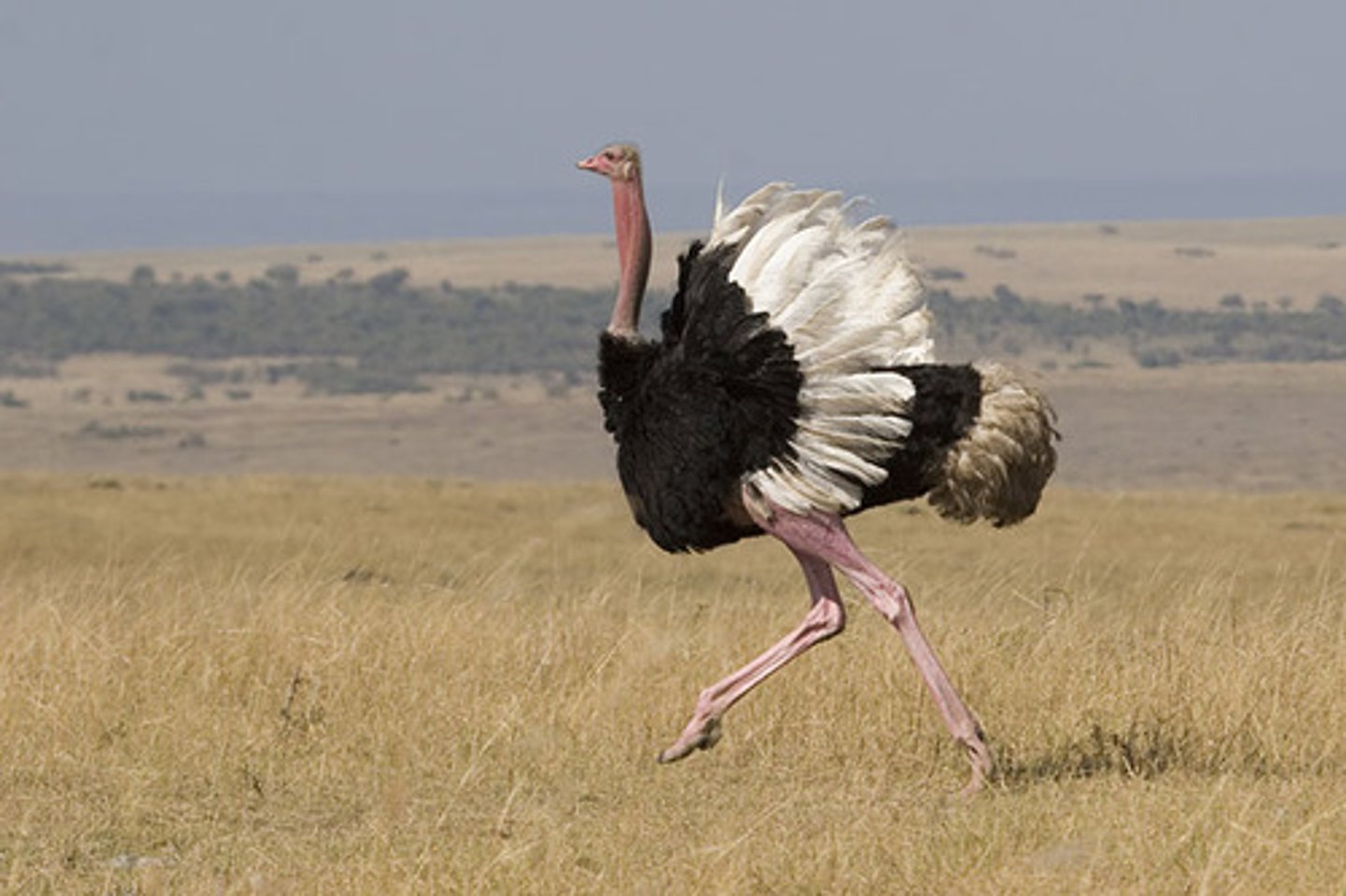 <p>Ostrich</p>