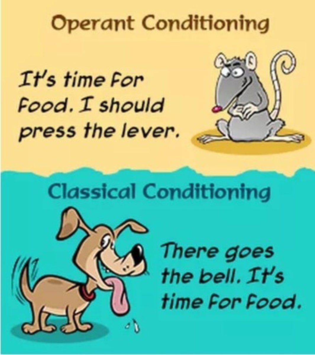 <p>in operant conditioning a behavior is learned; in classic conditioning a response to a stimuli is learned</p>