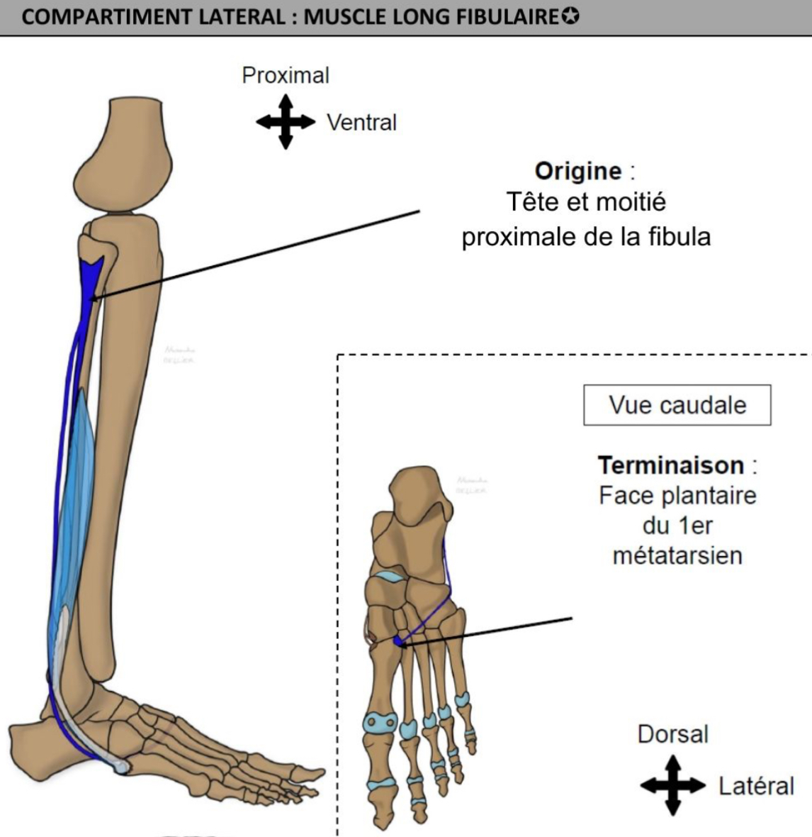 <p>Bord latéral tete et moitié proximale fibula (déborde ventralement &amp; dorsalement jsq mb interosseuse, extension sur condyle latéral tibia) </p><p>Face plantaire du 1er métatarsien, déborde sur os cunéiforme médial </p>