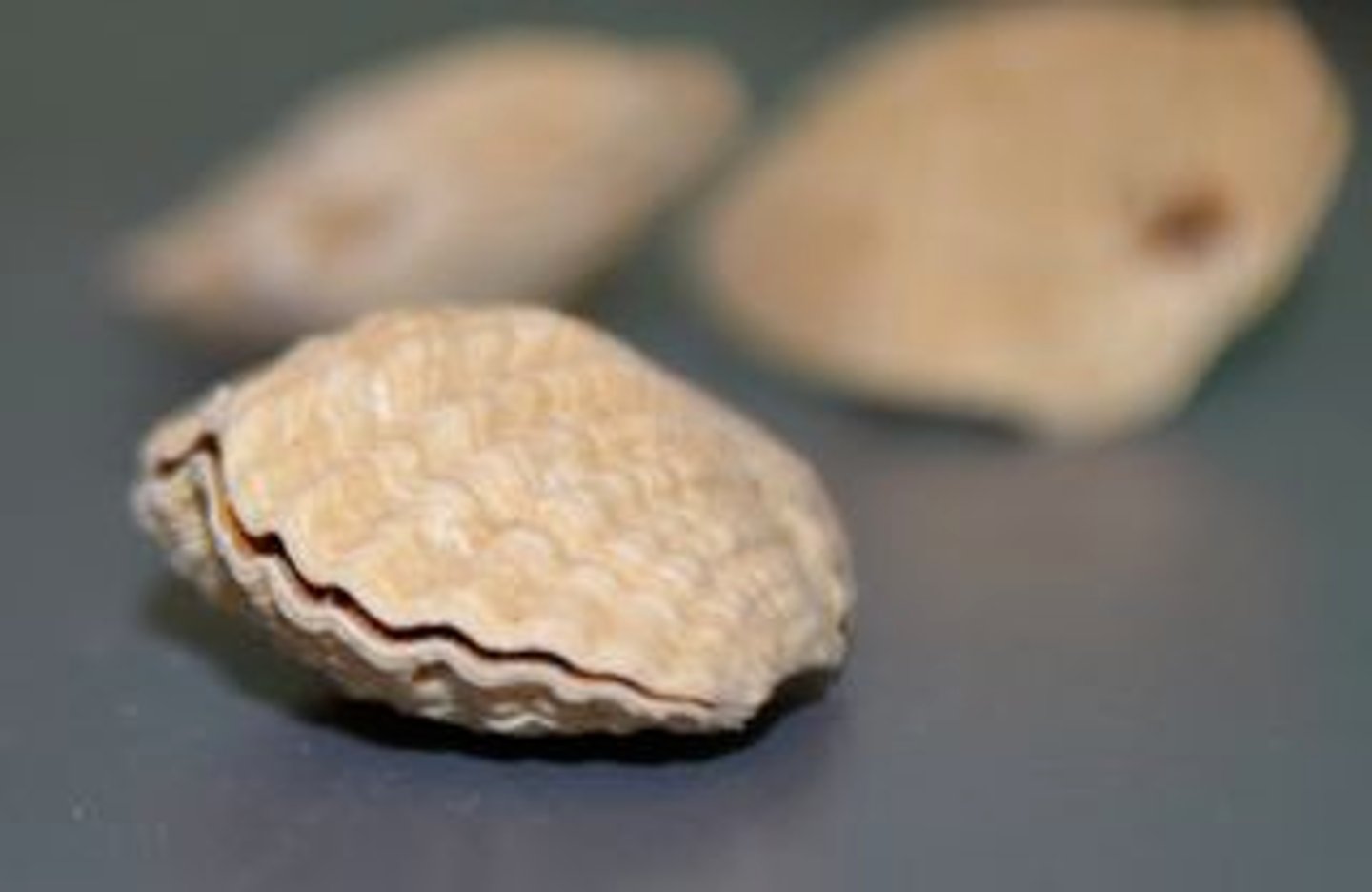 <p>brachiopods</p><p>- sessile lophophorates</p><p>- have 2 shells</p><p>- u-shaped digest tract (incomplete or complete)</p>