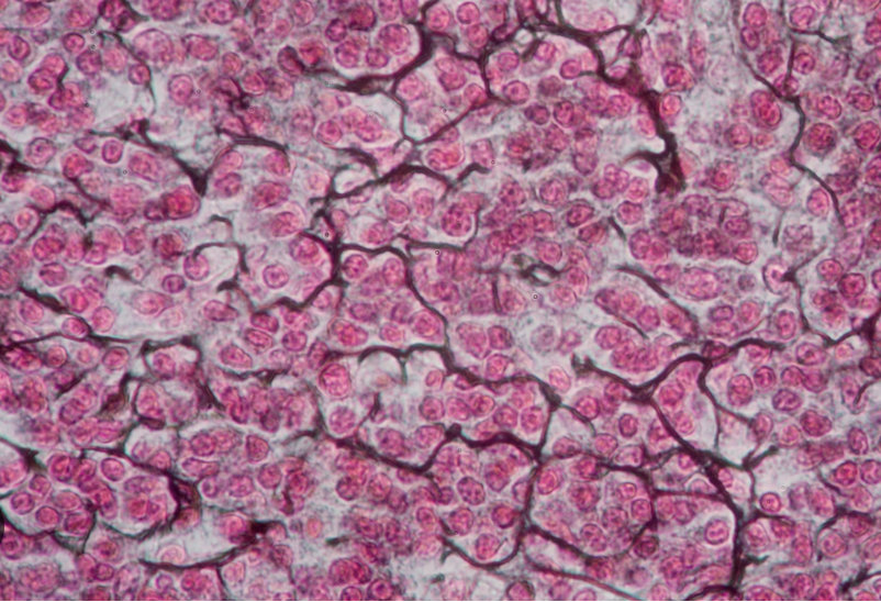 <ol><li><p>What tissue is this?</p></li><li><p>Where can it be found?</p></li><li><p>What is its function?</p></li></ol><p></p>