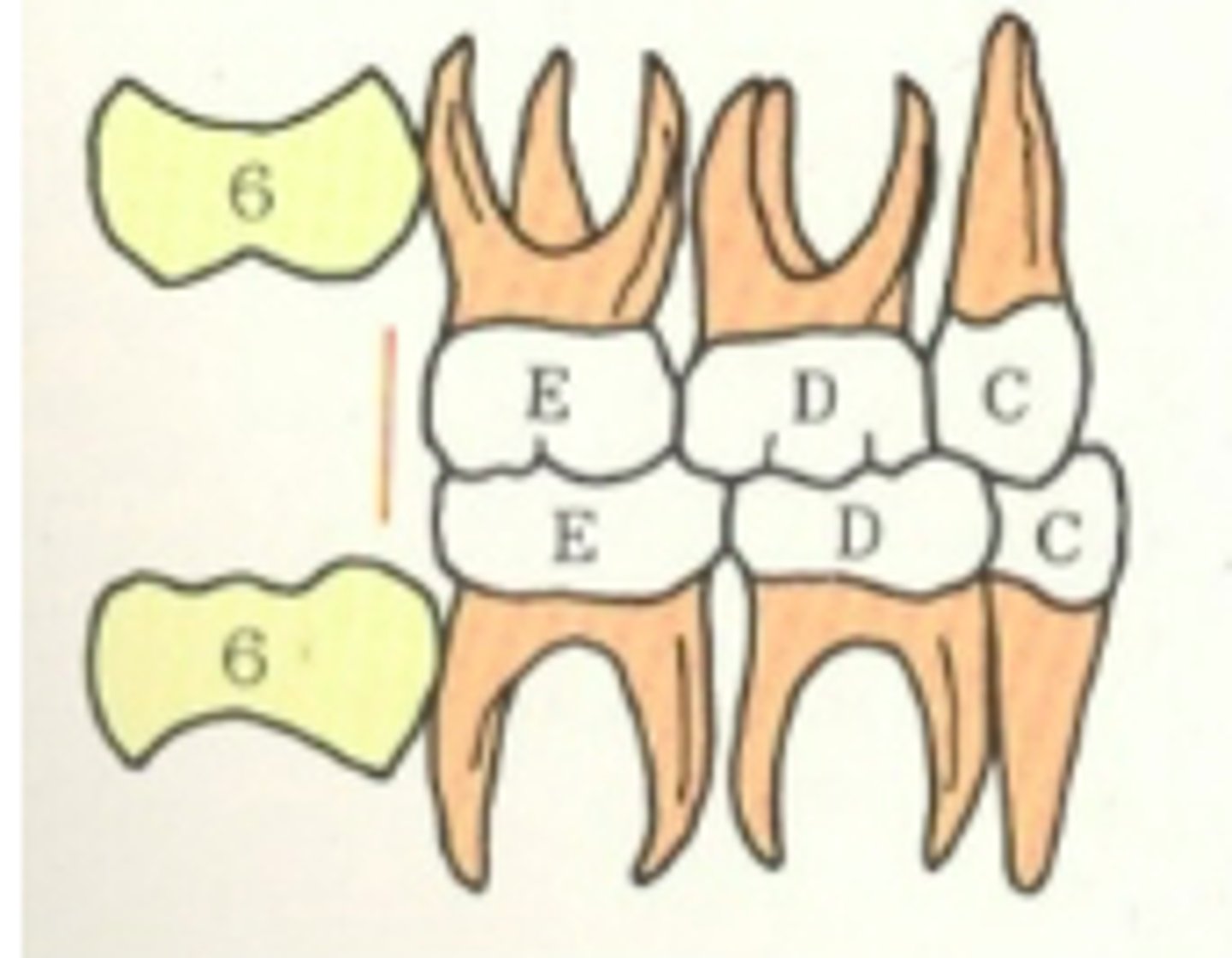 <p>Why is the most common Terminal Plane (76% of cases) for primary teeth the flush plane?</p>