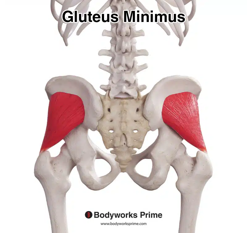 <p>Gluteus Minimus</p>