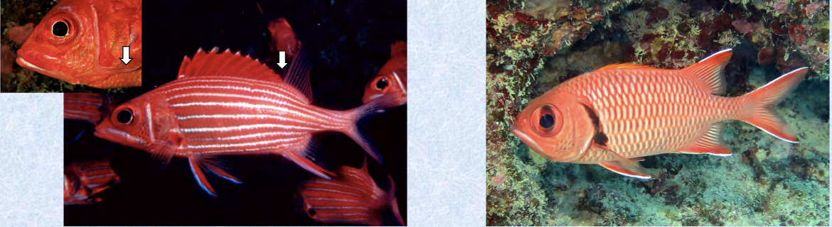 <p>squirrelfishes and soldierfishes</p><p></p><p></p><p>Key traits:</p><ul><li><p>90 spp, 15 in Hawaii</p></li><li><p>global coral reefs, dorsal divided by notch, forked caudal, 1 pelvic spine, 4 anal spines, rough centoid scales, large eyes and reddish body</p></li></ul><p></p>