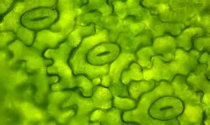 <p>Control <strong>gas exchange</strong> and <strong>water loss</strong>, vital for survival and cooling the plant.</p>