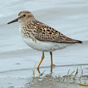 <p>Tiny, yellow legs, fine bill.</p>