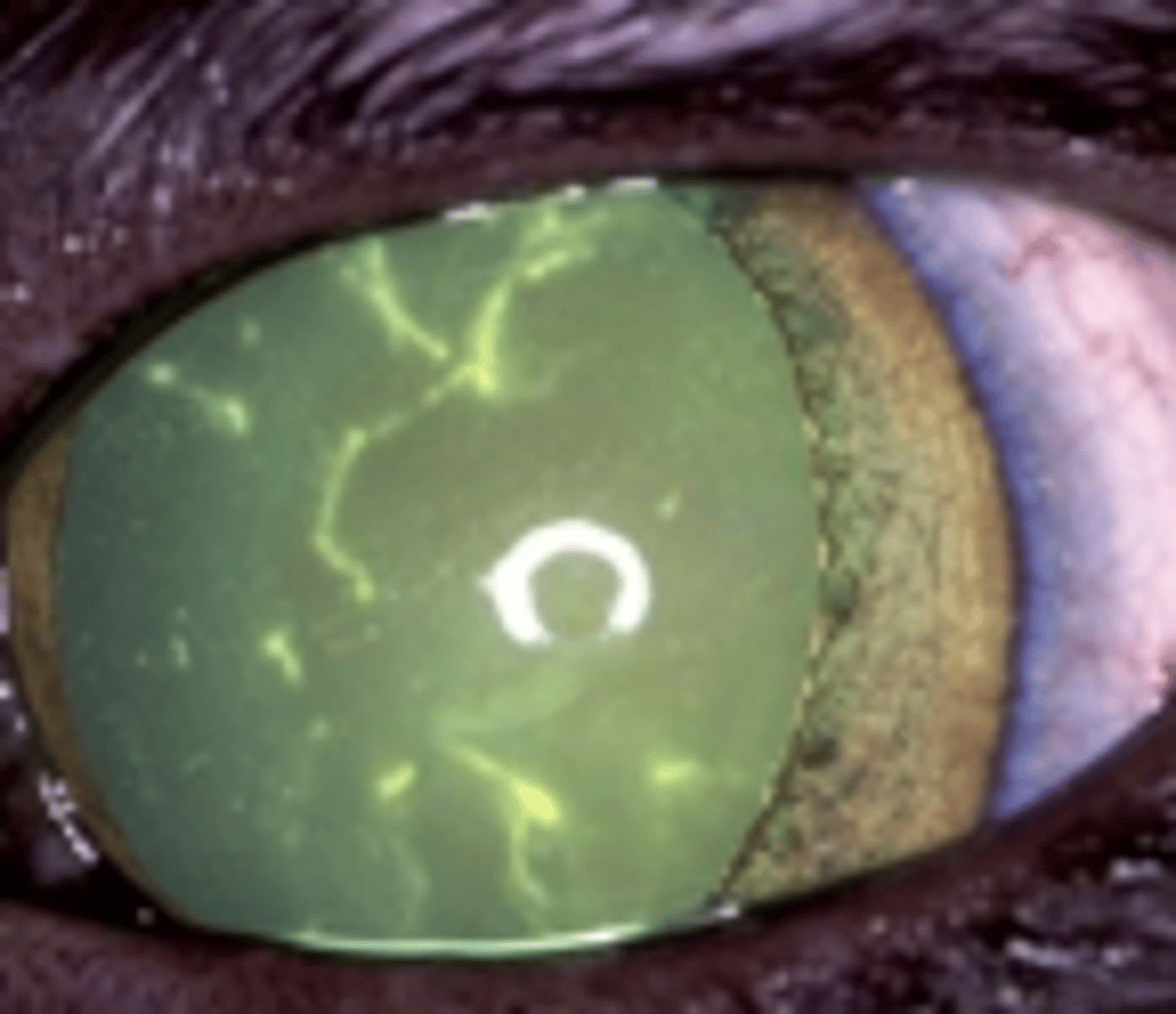 <p>Feline Herpes</p>