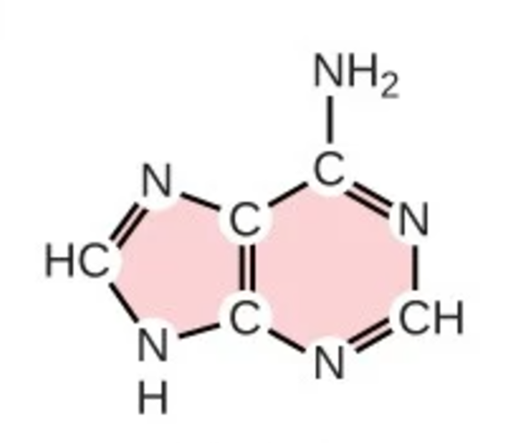 <p>A; purine; nitrogenous base</p>