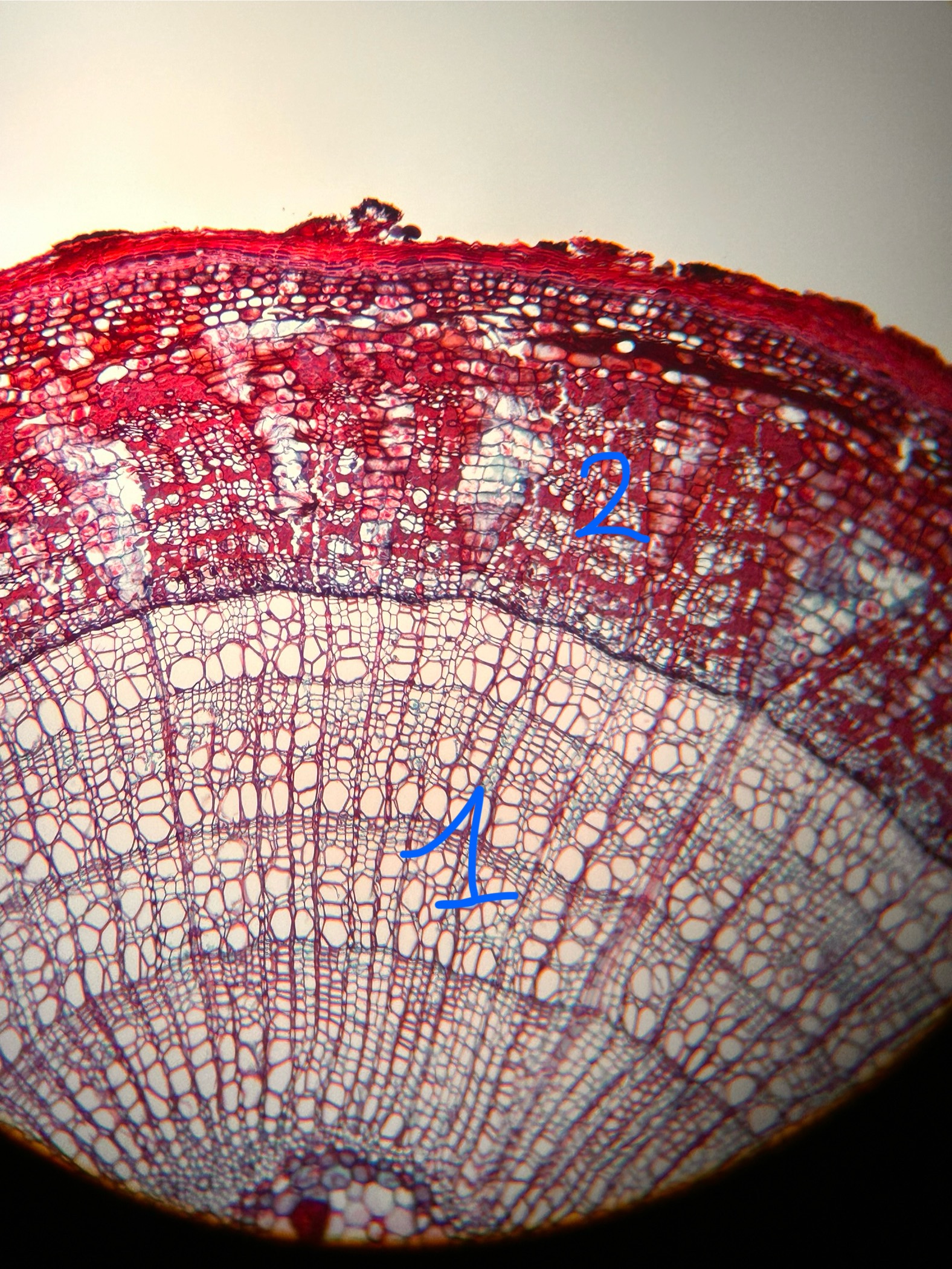 term image