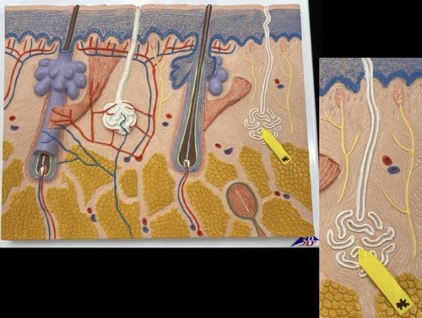 knowt flashcard image