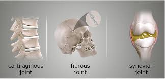 <p>Point where two bones meet, allowing varying degrees of movement and stability in the skeletal system.</p>