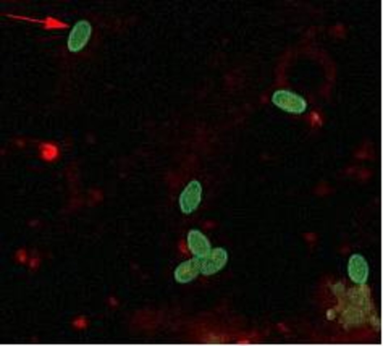 <p>monoclonal antibodies labeled by a fluorescent dye</p>