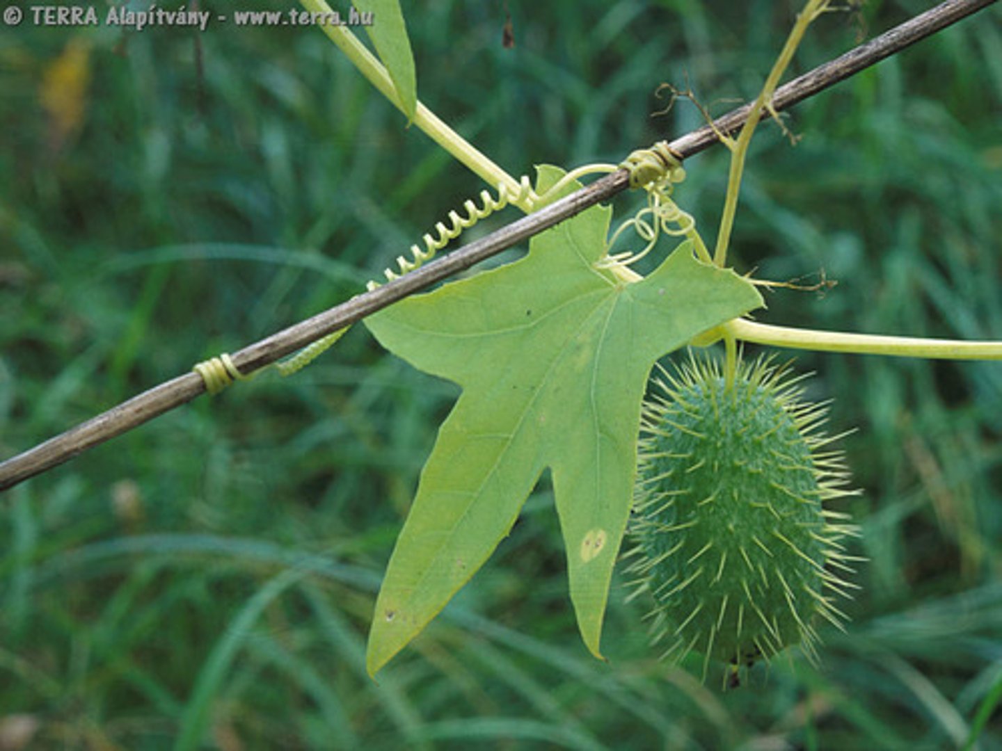 <p>wild cucumber</p>