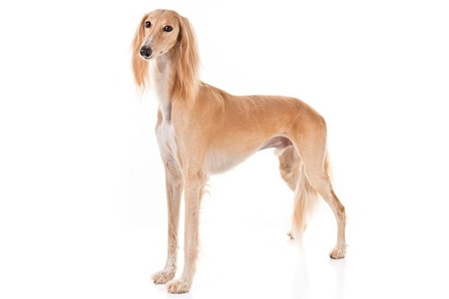 <p>Gentle, Dignified, Independent-Minded</p><p>AKC Breed Popularity: Ranks 125 of 194</p><p>Height: 23-28 inches (male), considerably smaller (female)</p><p>Weight: 40-65 pounds</p><p>Life Expectancy: 10-17 years</p><p>Group: Hound Group</p>