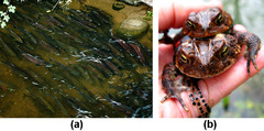 aquatic

(Note: frogs/amphibians)